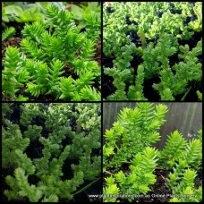 Crassula Lizards Tail x 1 Succulents Plants Indoor Outdoor Patio Balcony Pot Garden Rockery lycopodioides purpusii syn muscosa